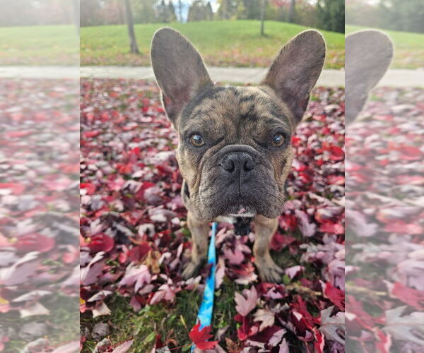 Medium Photo #3 French Bulldog Puppy For Sale in Brights Grove, Ontario, Canada