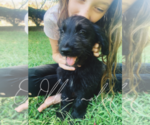 Small Photo #2 Goldendoodle Puppy For Sale in FORT MILL, SC, USA