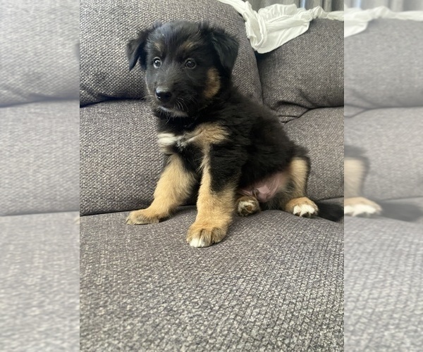 Medium Photo #18 German Shepherd Dog Puppy For Sale in YUCCA VALLEY, CA, USA