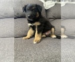 Small #17 German Shepherd Dog