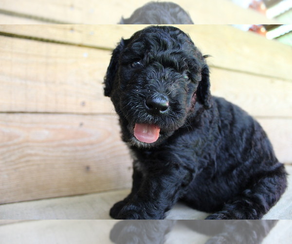 Medium Photo #2 Double Doodle Puppy For Sale in FREDERICKTOWN, MO, USA