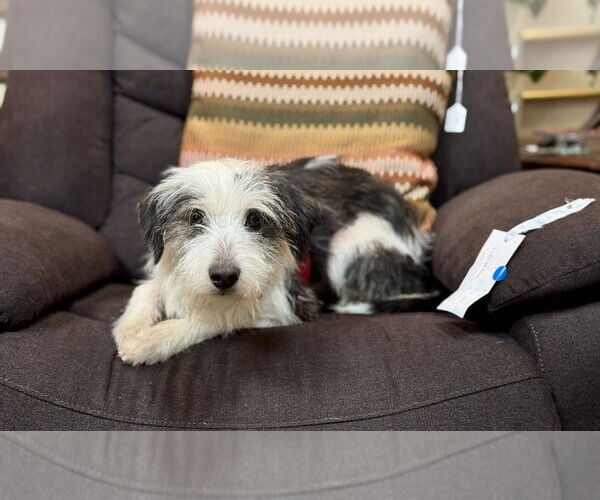 Medium Photo #6 Mutt Puppy For Sale in Mundelein, IL, USA