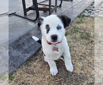 Small Photo #7 Mutt Puppy For Sale in Fargo, ND, USA
