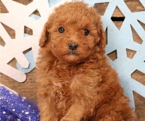 Cavapoo Puppy for sale in JONES, MI, USA