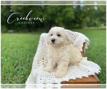 Puppy 1 Havachon