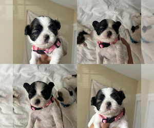 Shih Tzu Puppy for sale in EXETER, CA, USA