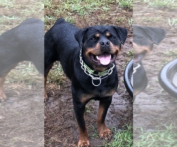 Medium Photo #36 Rottweiler Puppy For Sale in VONORE, TN, USA