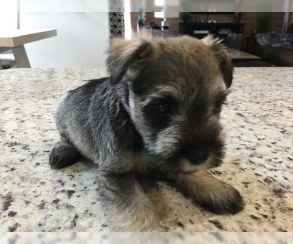 Medium Photo #111 Schnauzer (Miniature) Puppy For Sale in VALRICO, FL, USA