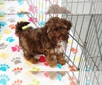 Image preview for Ad Listing. Nickname: Charlie
