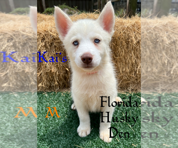 Medium Photo #1 Siberian Husky Puppy For Sale in NEW PORT RICHEY, FL, USA