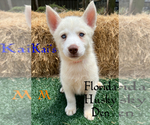 Image preview for Ad Listing. Nickname: Kais puppy
