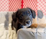 Small #2 Colonial Cocker Spaniel Mix