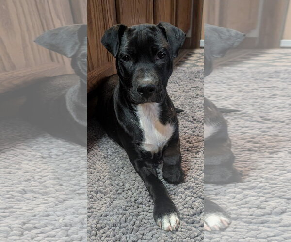 Medium Photo #2 Border Collie-Unknown Mix Puppy For Sale in Des Moines, IA, USA