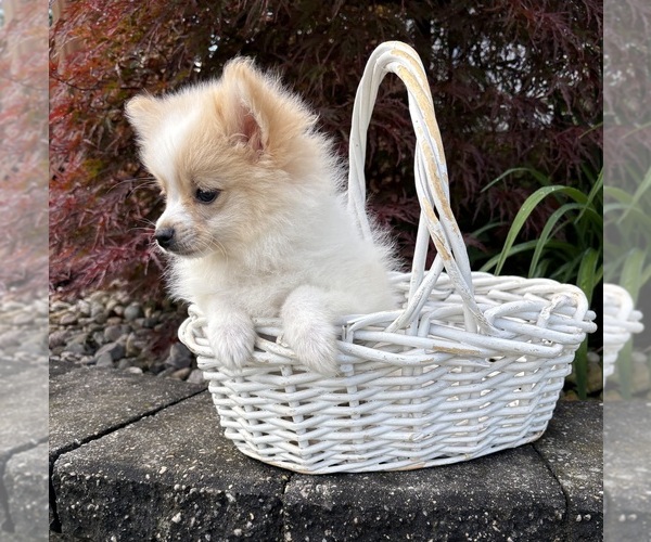 Medium Photo #5 Pomeranian Puppy For Sale in MIDDLEBURY, IN, USA