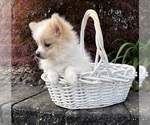 Small #4 Pomeranian