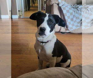 Borador Dogs for adoption in SHERBURNE, NY, USA