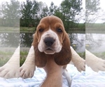 Puppy 1 Basset Hound