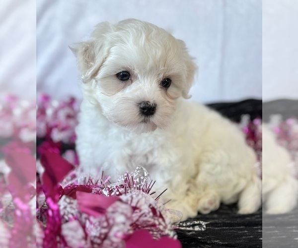 Medium Photo #6 Maltese Puppy For Sale in ROCK STREAM, NY, USA