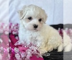 Small #5 Maltese