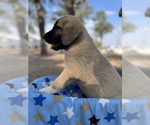 Small Photo #13 Kangal Dog Puppy For Sale in WACO, TX, USA