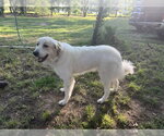 Small #1 Great Pyrenees