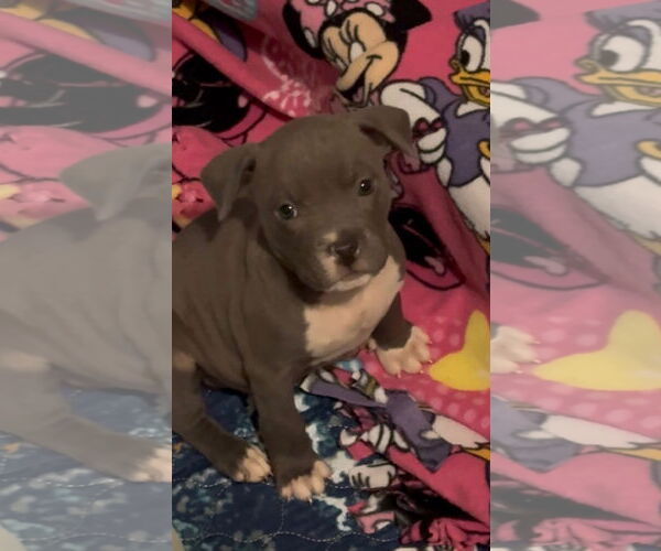 Medium Photo #3 Mutt Puppy For Sale in Clarkston, MI, USA