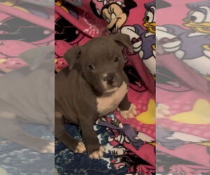 Mutt Dogs for adoption in Clarkston, MI, USA