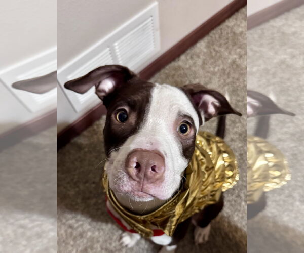 Medium Photo #7 Mutt Puppy For Sale in Princeton, MN, USA