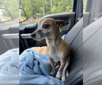 Small #1 Chihuahua