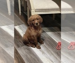 Small Photo #5 Golden Retriever-Poodle (Toy) Mix Puppy For Sale in NEWPORT BEACH, CA, USA