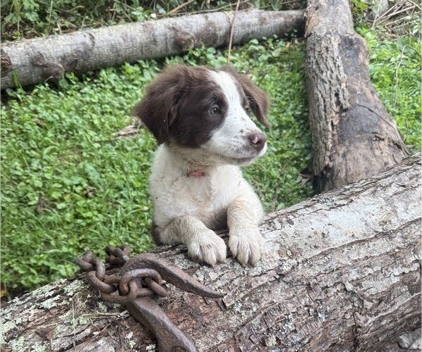 Medium Photo #3 Borador Puppy For Sale in MARION, VA, USA