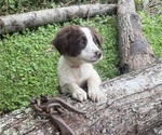 Small #2 Borador