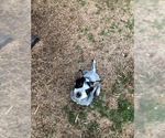 Small Photo #2 Australian Cattle Dog Puppy For Sale in CARTERSVILLE, GA, USA