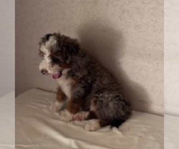 Medium Photo #2 Bernedoodle Puppy For Sale in FREDONIA, PA, USA