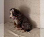 Small #1 Bernedoodle