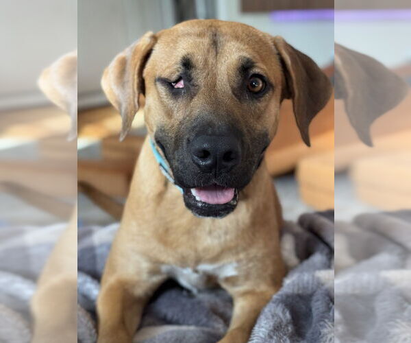 Medium Photo #7 Black Mouth Cur-Unknown Mix Puppy For Sale in Brewster, NY, USA