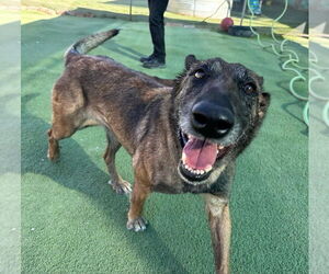 Lady Jade Located in NM - Female Mutt Dog for Adoption - Photo #3