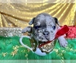 Small Photo #30 French Bulldog Puppy For Sale in HAYWARD, CA, USA