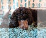 Small Photo #11 Poodle (Standard) Puppy For Sale in EDGEWOOD, NM, USA