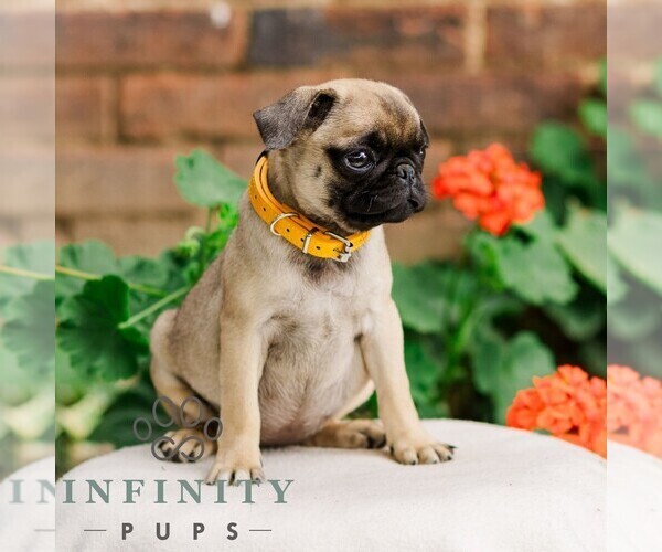 Medium Photo #3 Pug Puppy For Sale in ORRSTOWN, PA, USA