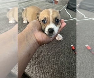 Jack Russell Terrier-Shetland Sheepdog Mix Puppy for sale in REDFORD, MI, USA