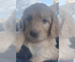 Small Photo #125 Goldendoodle Puppy For Sale in RATHDRUM, ID, USA