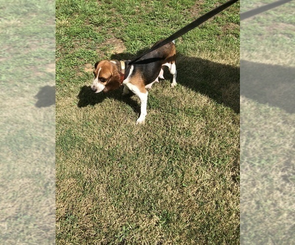 Medium Photo #1 Beagle Puppy For Sale in WOODBRIDGE, VA, USA