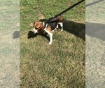 Small Photo #1 Beagle Puppy For Sale in WOODBRIDGE, VA, USA