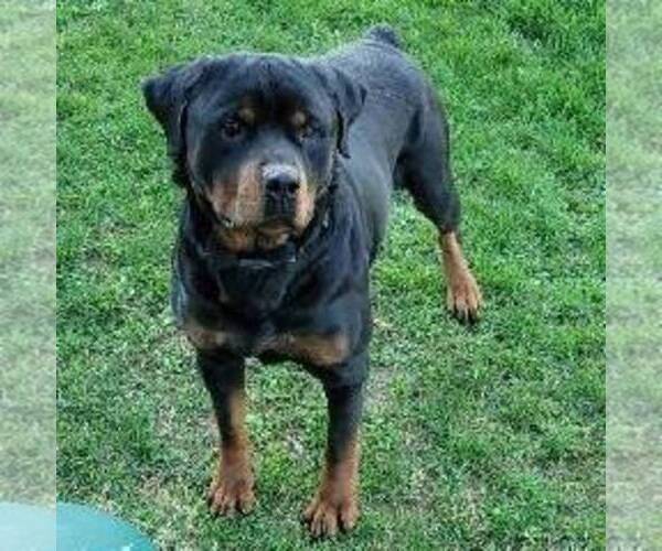 Medium Photo #1 Rottweiler Puppy For Sale in MOHRSVILLE, PA, USA