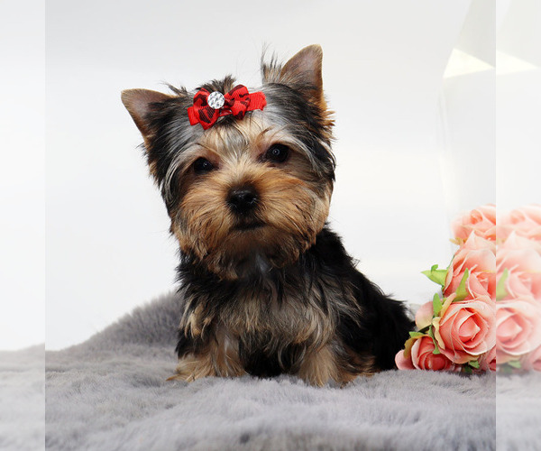 Medium Photo #4 Yorkshire Terrier Puppy For Sale in LOS ANGELES, CA, USA