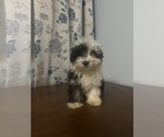 Small #62 Havanese
