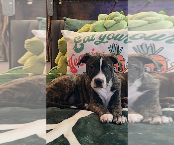 Medium Photo #4 Boxer-Unknown Mix Puppy For Sale in Dana Point, CA, USA