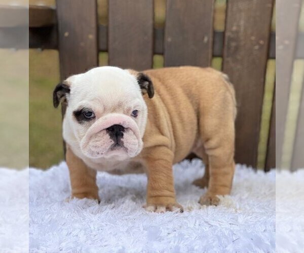 Medium Photo #3 Bulldog Puppy For Sale in LAKE GROVE, OR, USA