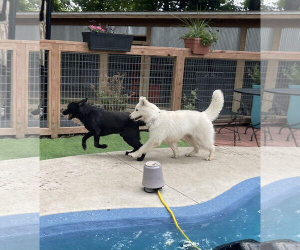 Medium Photo #2 Siberian Husky Puppy For Sale in Leavenworth, KS, USA